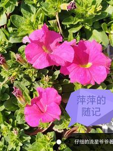 up主萍萍